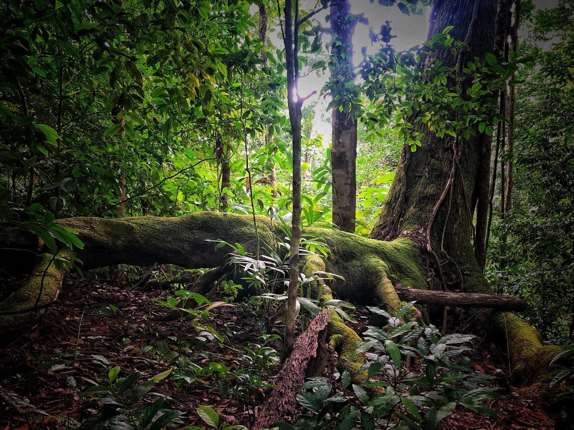El Remanso Rainforest Lodge Puerto Jiménez Eksteriør bilde